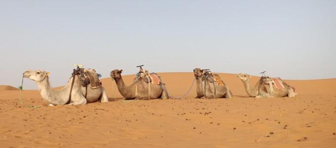 Kasbah Hotel Panorama メルズーガ エクステリア 写真